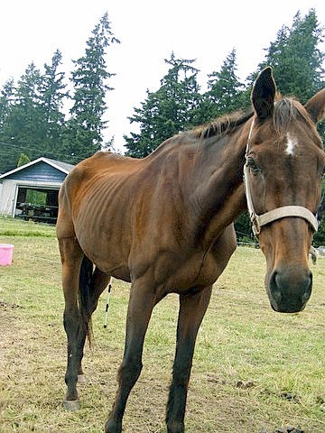 A horse seized from a North Whidbey man was emaciated.