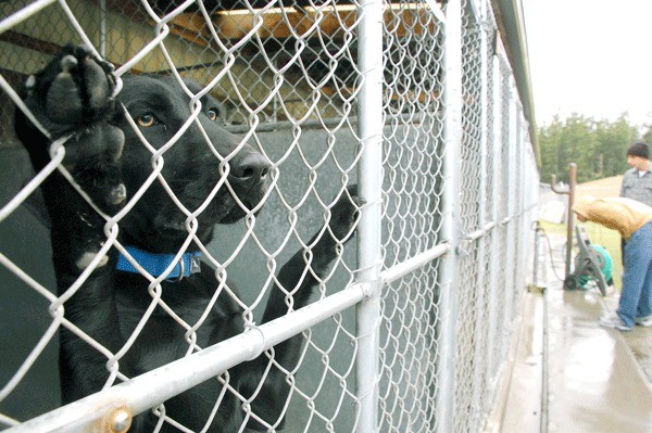 A young black labrador looks out from her cage as two people look at dogs available for adoption at the Whidbey Animals’ Improvement Foundation Coupeville Shelter. Oak Harbor and Island County recently altered their contracts with the shelter in hope of reducing a flood of public records’ requests by animal rights activists.