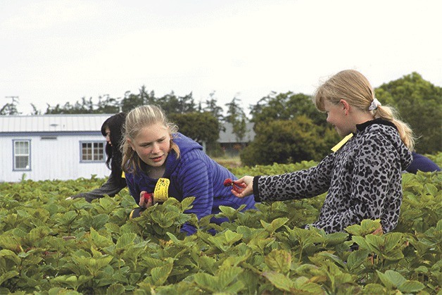 Berry pickers share a light moment while picking strawberries last week at Bell’s Farm in Coupeville. The strawberry season began at Bell’s Farm June 15 and typically doesn’t last longer than three or four weeks. The farm has produced strawberries since 1950