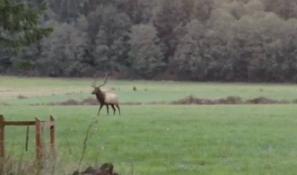 An image from a video clip shot in October of the bull elk on North Whidbey.