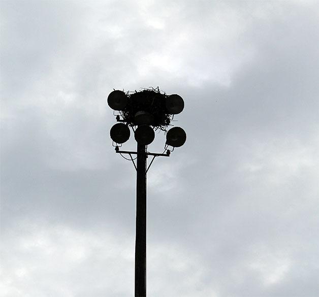 An osprey nest on top of a light pole on South Whidbey will be moved.