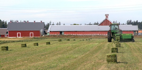 Wilbur Bishop operates a baler at the Ebey Road Farm on Ebey’s Prairie. The land still contains the structures that once housed dairy cows for more than three decades.