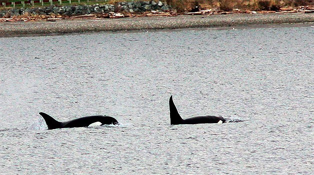 Two members of a transient orca pod swim in Penn Cove during a surprise visit on Christmas Day.