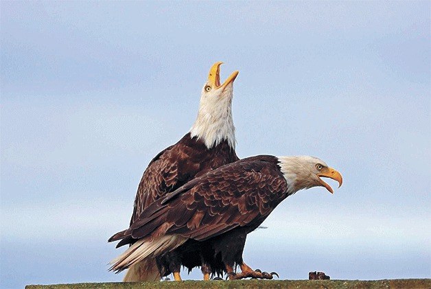 Bald eagle  Washington Department of Fish & Wildlife