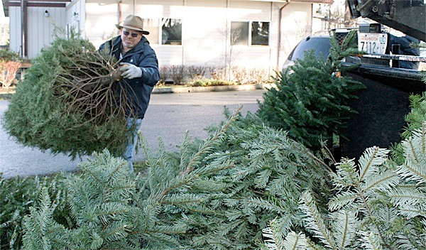 Habitat for Humanity of Island County Executive Director Calvin Hewitt grabs a tree for disposal by Pioneer Tree and Landscaping. The Friday disposal day served as a fund raiser for the Whidbey-based Habitat for Humanity chapter.