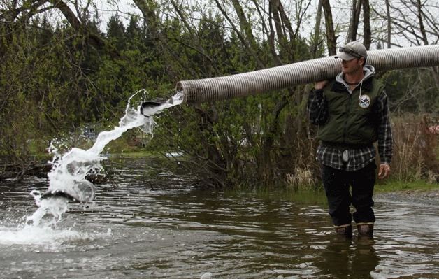 State fish hatchery specialist Will Irwin holds his ground while rainbow trout are dumped into Deer Lake in Clinton Thursday morning