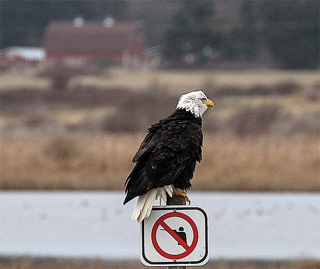 A bald eagle rests upon a no hunting sign near Crockett Lake in Coupeville Dec. 20. It was one of five eagles counted in the Crockett Lake area and 104 overall during the Audubon Christmas Bird Count in North and Central Whidbey.