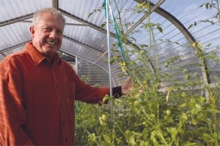 Neal Noorlag shows-off the abundance of green tomatoes growing in the newly constructed greenhouse at the NAS Youth Activities Center. The young plants sprouted from the seeds he donated from his home garden.