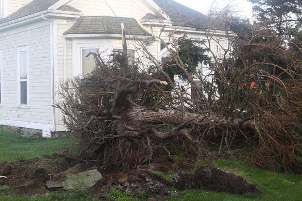 A tree in Coupeville is toppled Thursday as part of the windstorm that hit North and Central Whidbey particularly hard.