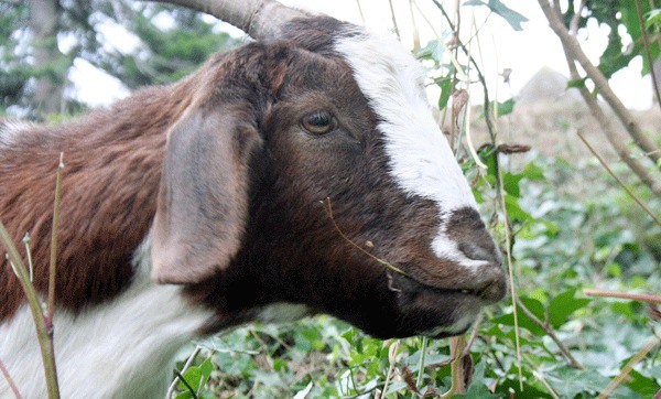 Goats have spent days eating the ivy that is threatening trees at Coupeville’s Town Park. They will remain at the park until Tuesday.