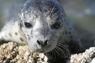 John Webster used a telephoto lens to capture this image of the seal pup.