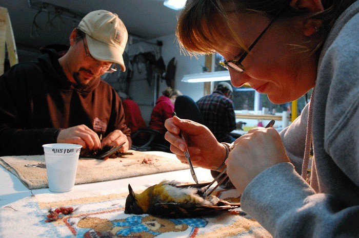 Whidbey Audubon Society volunteers and Coupeville residents Matt and Kelly Zupich work on a European starling and a varied thrush in taxidermist Matt Klope’s Oak Harbor studio.