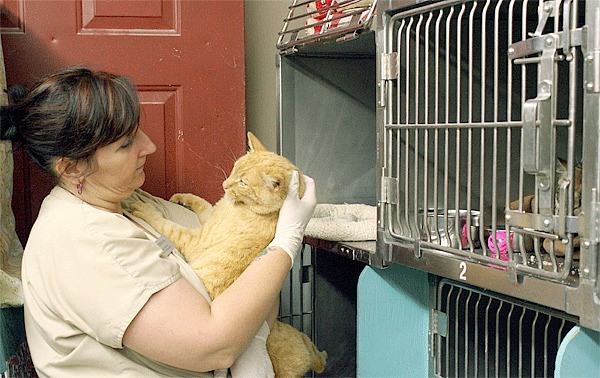 Donna Dunn plays with a cat while cleaning the cages crammed into Oak Harbor’s undersized animal control shelter Tuesday morning. She is the lead animal care technician.