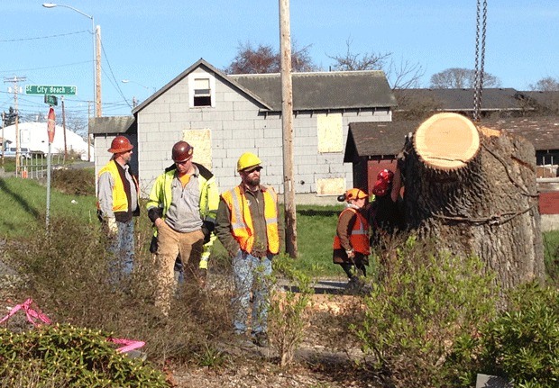 Workers examine the remains of the 330-year-old Garry oak that was removed in front of the Oak Harbor Post Office March 23.