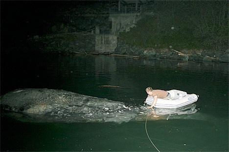 Deception Pass Tours Employee Cameron Goff secures a rope around the tail of a gray whale carcass early Monday morning.