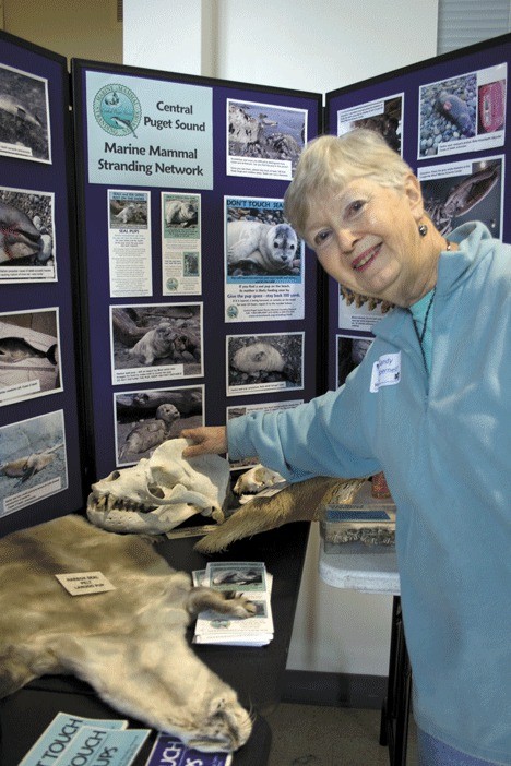 Ways of the Whales event volunteer Sandy Dubpernell points to a California Sea Lion Skull at the Marine Mammal Stranding Network display at last weekend’s workshop. To the left of the skull is a harbor seal pelt.