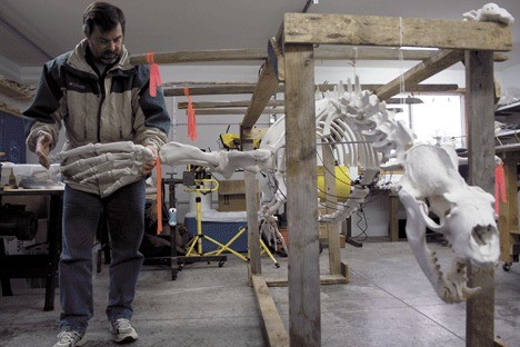 Matt Klope holds a skeletal flipper as he stands next to a steller sea lion skeleton that washed ashore near Double Bluff on South Whidbey. The flippers will be attached on Friday during the skeleton’s installation at the Coupeville Wharf.