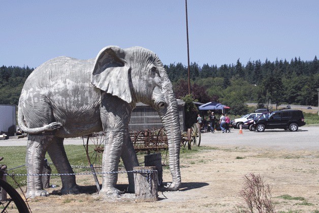 The elephant replica at Dugualla Bay Farms has been a popular attraction for those driving along Highway 20 on North Whidbey.