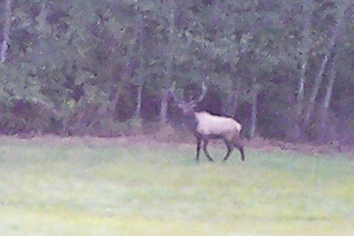 North Whidbey resident Madeline Biekert snapped a shot of a bull elk that managed to swim across Skagit Bay to visit.