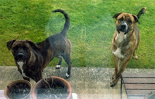 Whidbey resident Phillip Cook took this photo of the wayward dogs that caused the state to close a park. He fed the dogs and helped catch them.