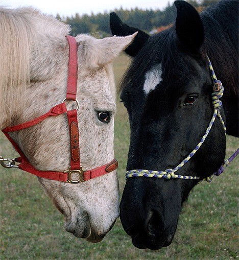 Equestrian Crossings is looking for volunteers.