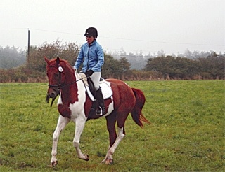 Veteran rider Meika Aecher from Granite Falls puts her horse through its paces at the Whidbey Island Pony Club arena preparing for the start of the Whidbey Island Schooling Show dressage competition.