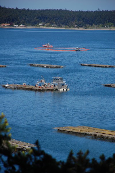 Penn Cove Shellfish voluntarily suspended mussel harvesting for several days this week after the burning and sinking of a fishing vessel in Penn Cove Sunday. Despite the shutdown