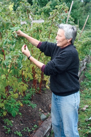 Community Supported Agriculture Coordinator Anza Muenchow tends to the raspberry patch at her farm on the south end of Whidbey Island. She is looking for people wishing to get involved in a training program at the Greenbank Farm.