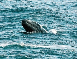 A gray whale pops out of the water March 7 near Langley.