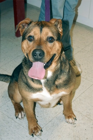 Smiley was found April 1 at a South Whidbey dog park.