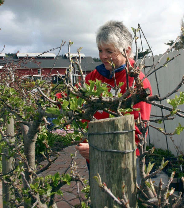 Master Gardener Donna Stansberry will teach about espalier in October. The hands-on class will focus on pruning and caring for the apple tree variety.