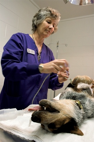 WAIF volunteer Linda Fauth holds a gas mask to the muzzle of a spunky Jack Russel terrier