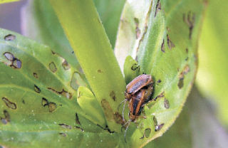 Beetles are slowly eating their way through the purple loosestrife population growing in a wetland behind the Greenbank Farm.