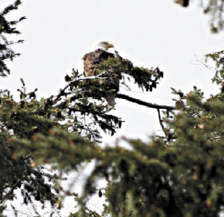 One of the two bald eagles responsible for postponing a state Department of Transportation paving project south of Oak Harbor relaxes near its nest Thursday afternoon.