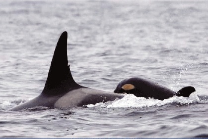 Another baby orca born to J pod — the second this month