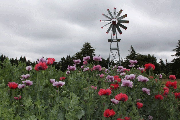 The Coupeville home of Don and Vickie Sullivan features thousands of poppies. The garden will be a part of the Garden Tour & Tea that covers Oak Harbor and Coupeville June 28.