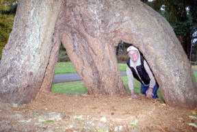 Max Cozine crawls through one of the tunnels at the base of his five-legged hemlock tree.