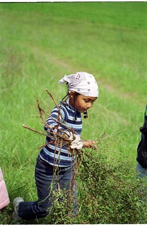 Six-year-old Binta Bojang of Coupeville helps carry away Scotch broom during the Girl Scouts’ restoration day at Ebey’s Prairie overlook.