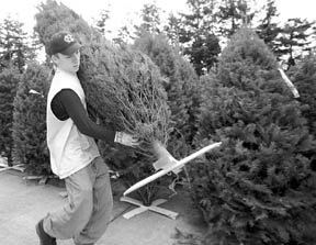 Anacortas resident Robert Dashiell carries one of the more than100 Christmas trees he constructed temporary wooden stands for in front of Rite Aide as Oak Harbor geared up for the Yuletide season. Most tree dealers in town have sold out.