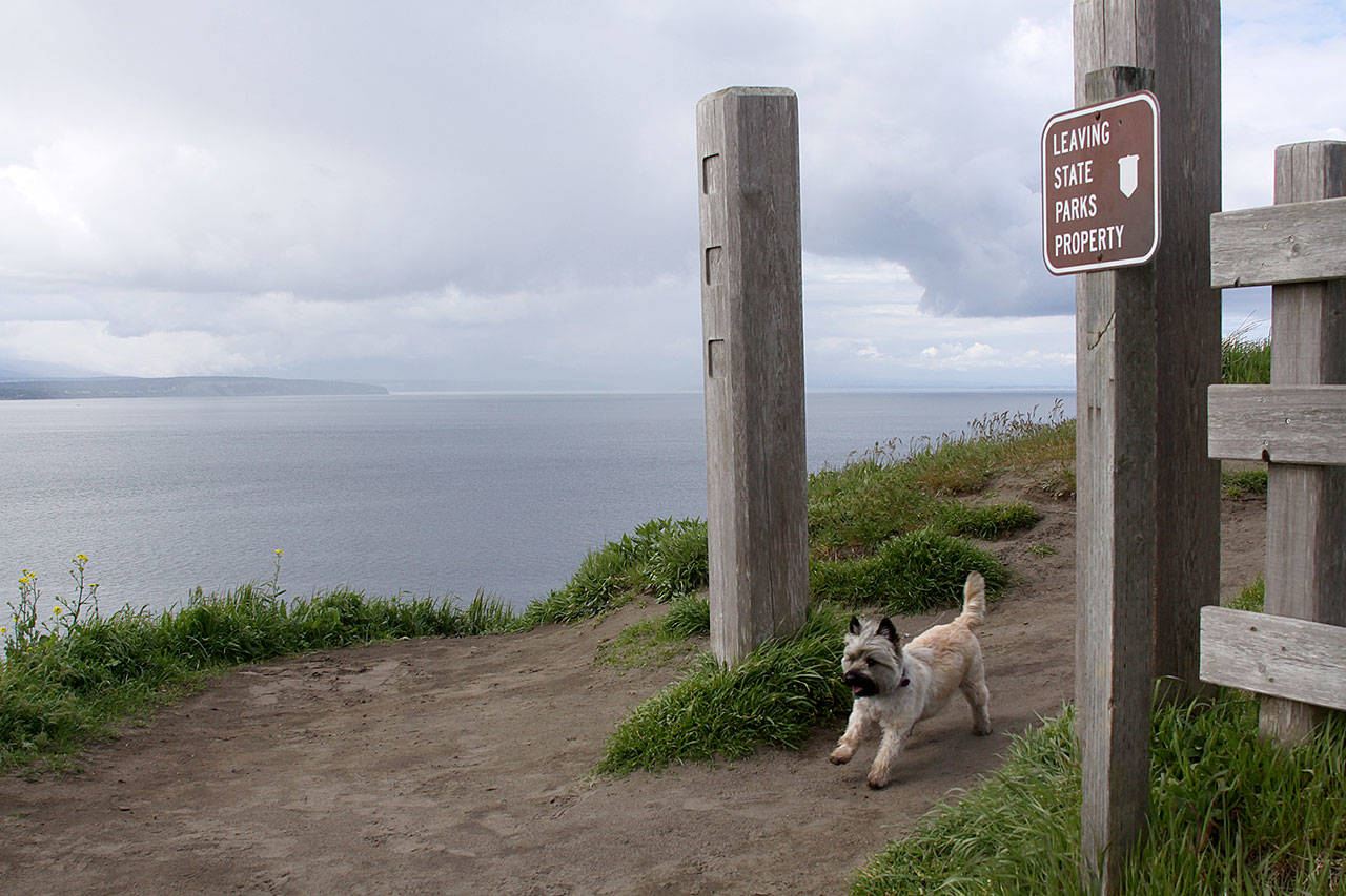 Robby the terrier trots along the hiking trail at Ebey’s Landing State Park Thursday, April 20, 2017. A 3.1-magnitude earthquake struck two miles offshore from the park Wednesday night. Photo by Ron Newberry/Whidbey News-Times.