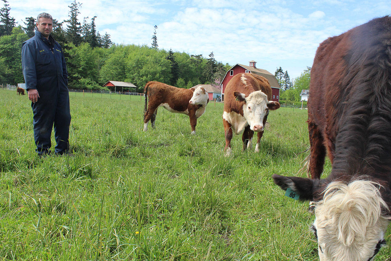 Bob Engle checks on his cows kept on leased land at Jenne Farm in Ebey’s Reserve. Engle Farm sells meat through an on-line company, Crowd Cow, that allows people to buy individual cuts that are shipped to them.                                Photo by Patricia Guthrie/Whidbey News-Times