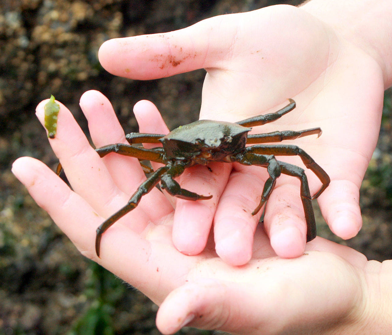 Island Unseen: Beach combing at Bowman Bay