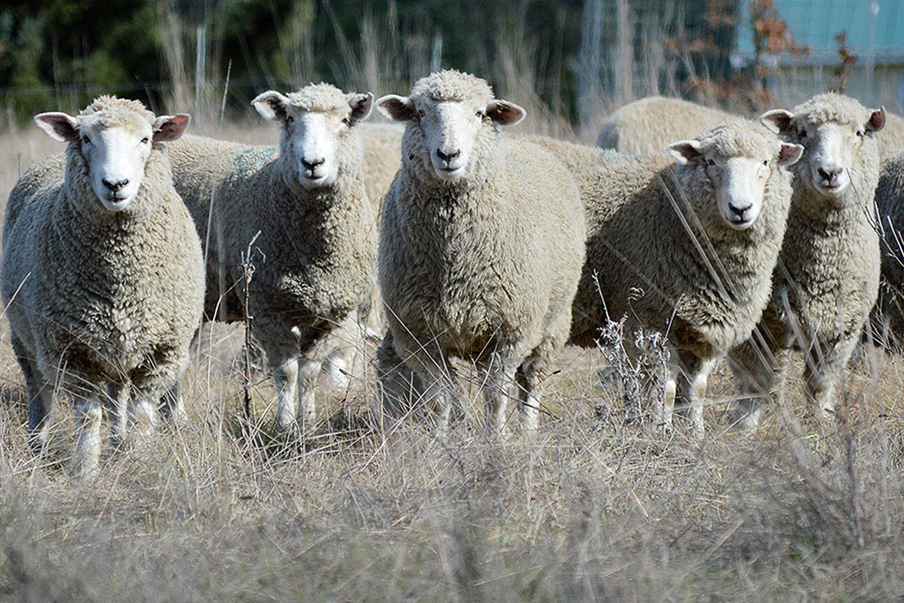 Pacific Rim Institute partnering with new 23-year-old sheep farmer