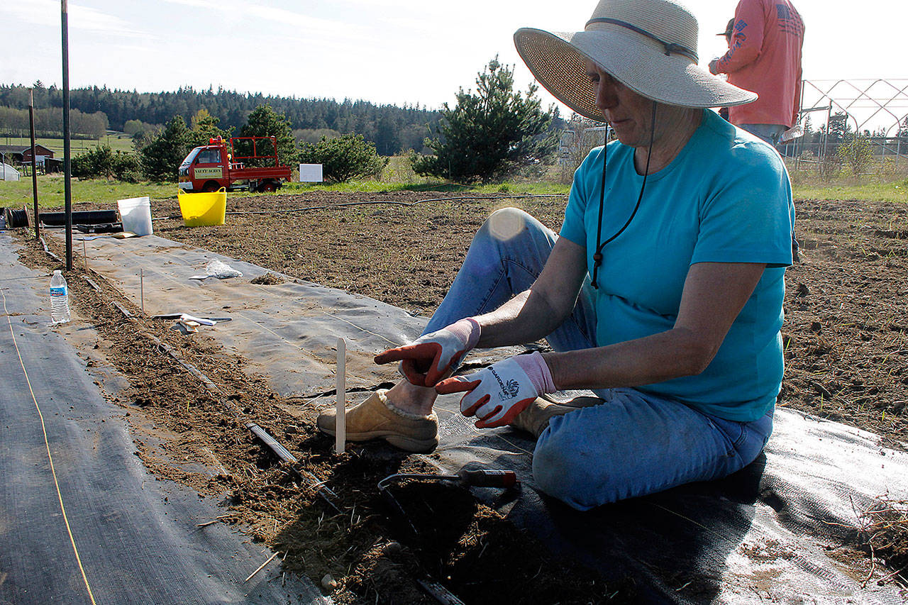 Kim Gruetter of Salty Acres explains what crops are being grown in the rows of plowed soil. A hose runs down the untarped aisle, providing water to the growing plants. (Photos by Maria Matson/Whidbey News Group)