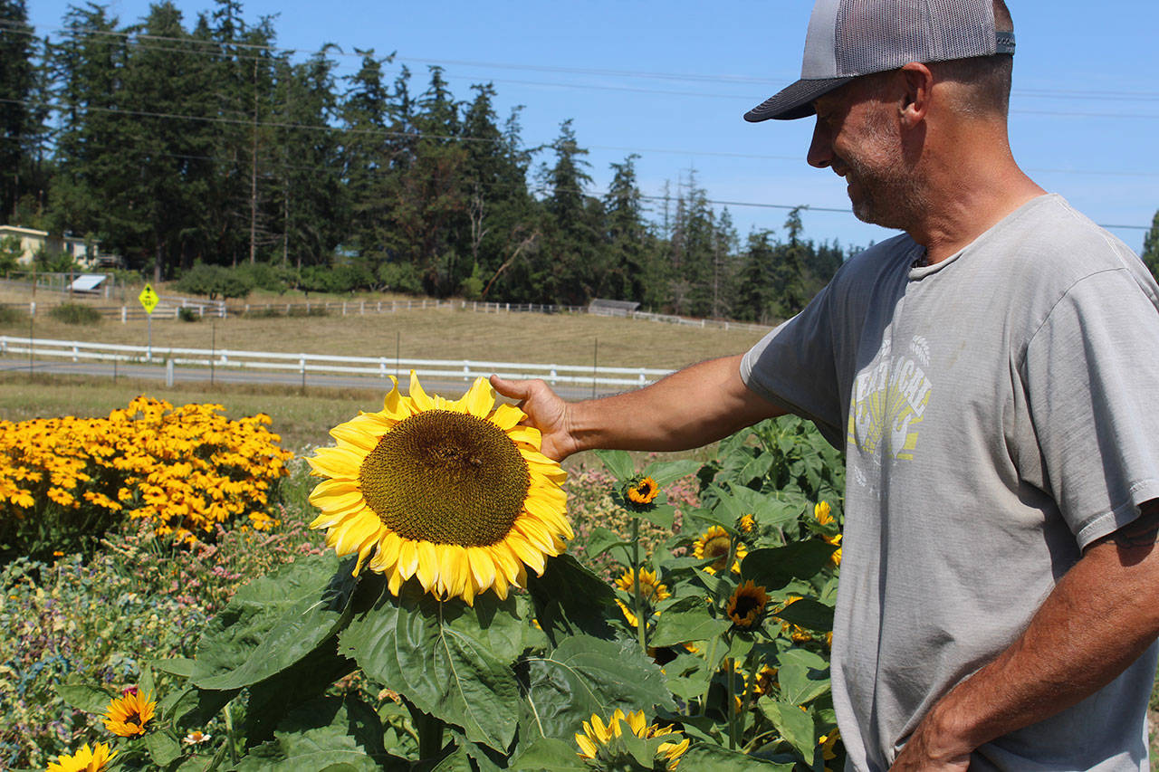 Stephen Williams points out his giant sunflower at Foxtail Farm. (Photos by Wendy Leigh/South Whidbey Record)