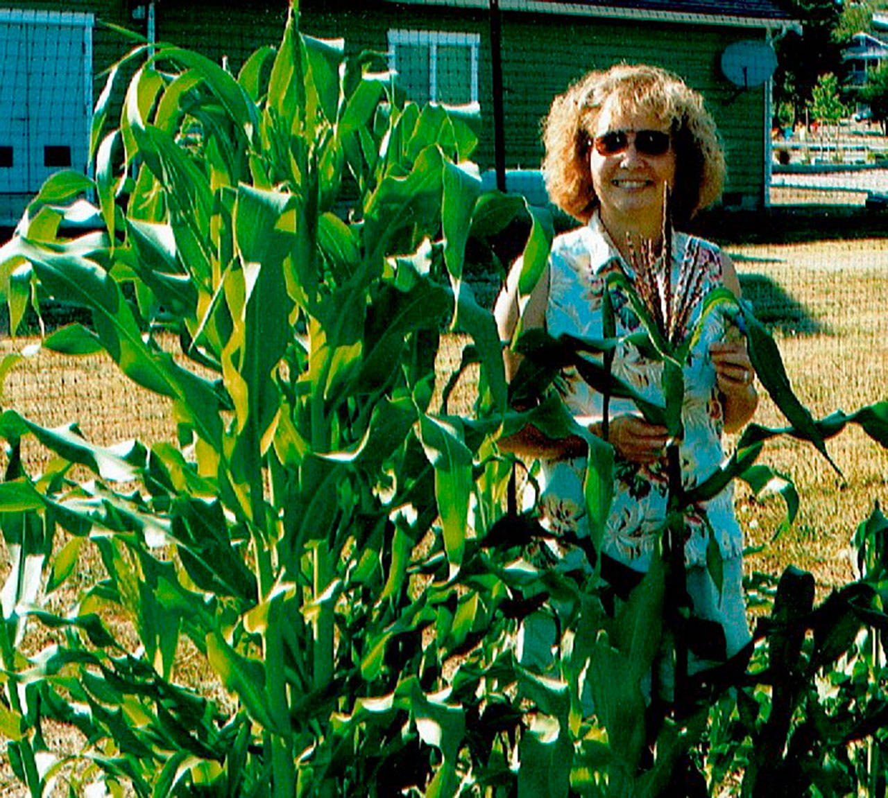 Linda Wehrman stands next to corn she grew in the Coupeville community garden in 2009. Photo provided