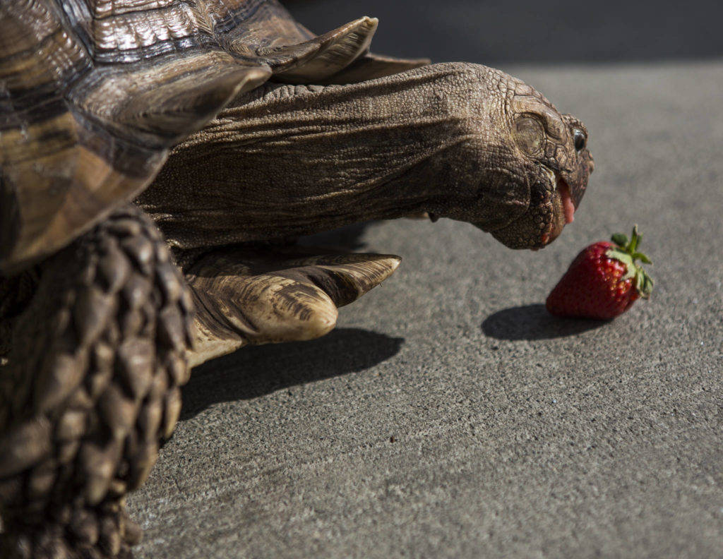 Pet shop where tortoise lives open for business