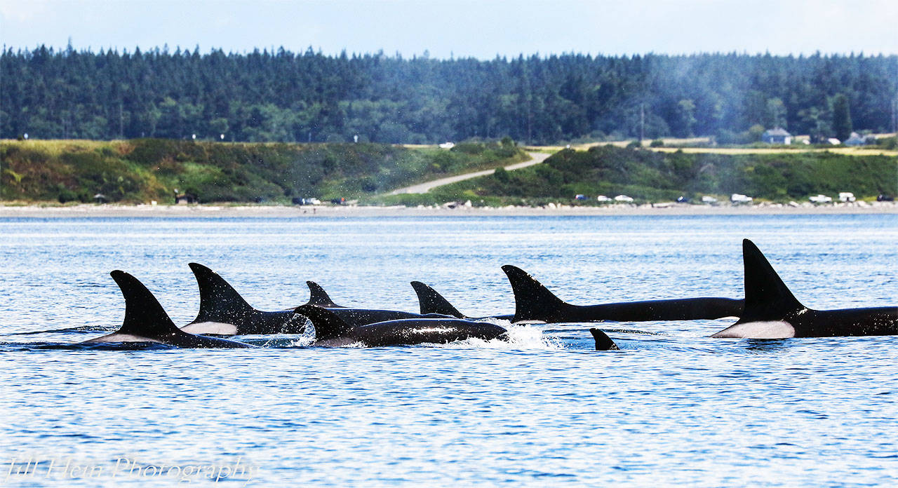 Group of orca pods spotted off Ebey’s Landing