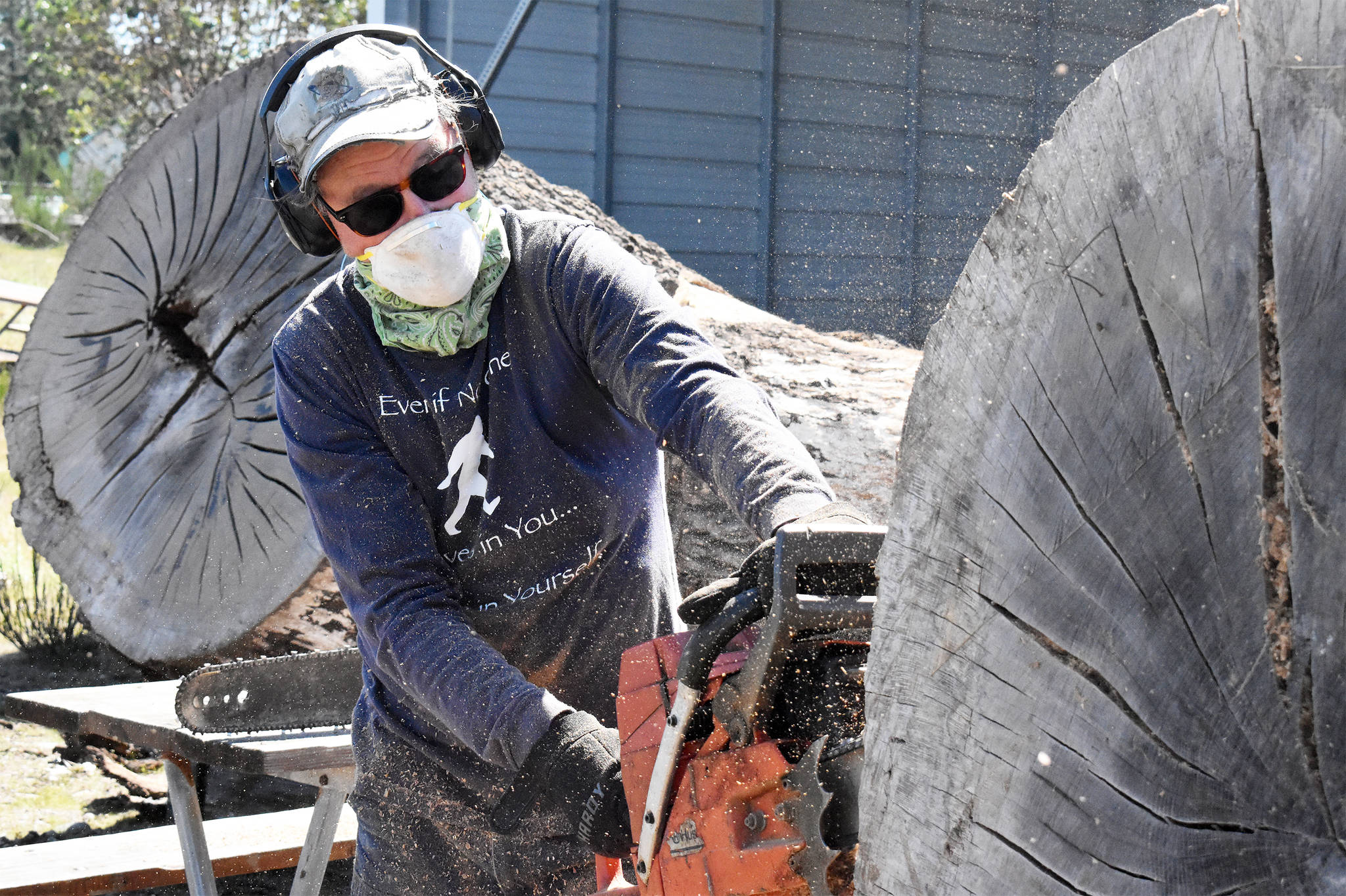 Clinton artist Pat McVay cut into a massive section of the 330-year-old Garry oak tree that used to stand in front of the Oak Harbor post office. He will turn it into an acorn sculpture. Photo by Emily Gilbert/Whidbey News-Times