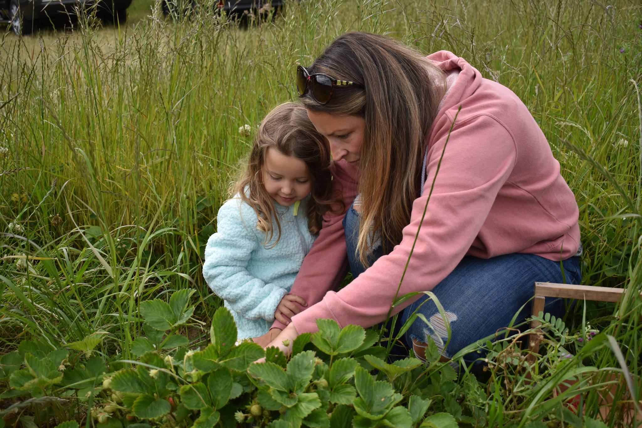 Vera Easton, 4, with mother Maggie on the first day Bell’s Farm near Coupeville was open for U-pick strawberries. The farm is in need of strawberry pickers for the month-long season and is getting fewer applications than normal. (Photo by Emily Gilbert/Whidbey News-Times)